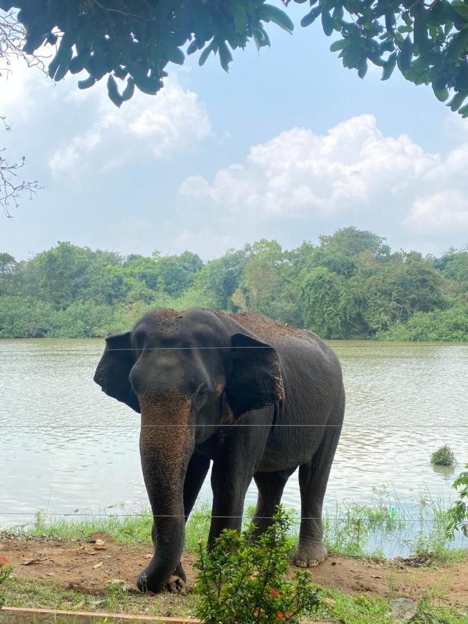 Royal Nest Bed and Breakfast Polonnaruwa Buitenkant foto